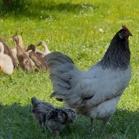 Pstina Bivanje na kmetiji Slap ob Idrijci