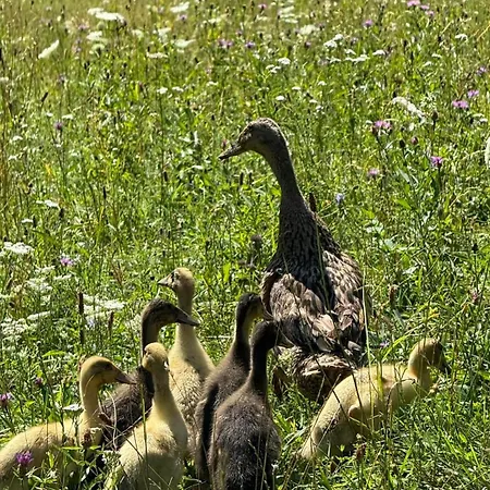 Smještaj na farmi Pstina