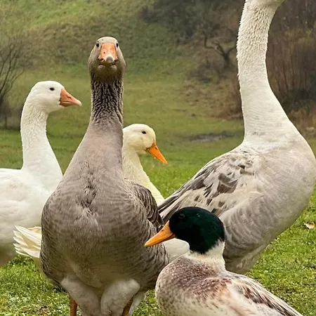 Smještaj na farmi Pstina *