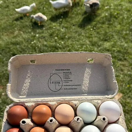 Pstina مزرعة للإقامة