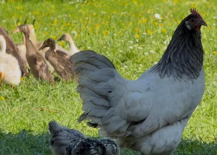 Pstina مزرعة للإقامة Slap ob Idrijci