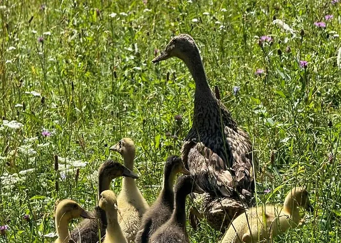 Smještaj na farmi Pstina