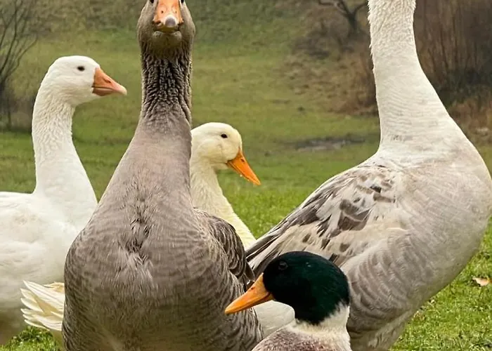 Smještaj na farmi Pstina *